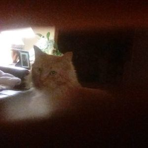 Meet your Posher, Nina